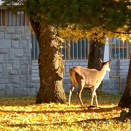 Stefanik By Zazi דירה טטרנסקה לומניקה